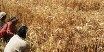 IMF concerned over lack of clarity on effective collection of agricultural income tax from provinces