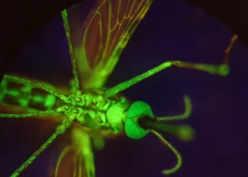 Drug That Makes Human Blood Deadly to Mosquitoes: A Breakthrough in Malaria Prevention