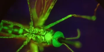 Drug That Makes Human Blood Deadly to Mosquitoes: A Breakthrough in Malaria Prevention