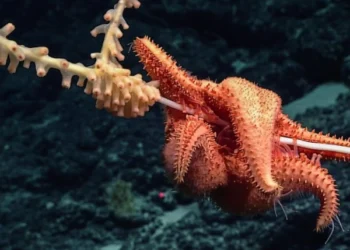 Deep Sea Expedition to Be Live-Streamed Across the US: A Virtual Journey into the Unknown Depths of the Pacific