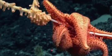 Deep Sea Expedition to Be Live-Streamed Across the US: A Virtual Journey into the Unknown Depths of the Pacific