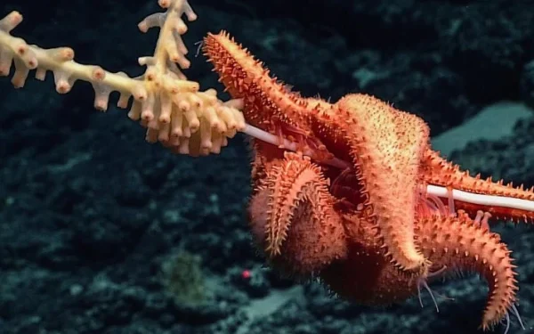 Deep Sea Expedition to Be Live-Streamed Across the US: A Virtual Journey into the Unknown Depths of the Pacific