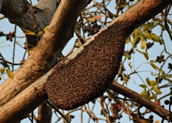 Which Honey is the Best in Terms of Potency?