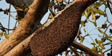 Which Honey is the Best in Terms of Potency?