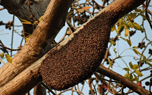 Which Honey is the Best in Terms of Potency?