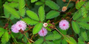 Rain-Predicting Trees: Nature’s Weather Forecasters