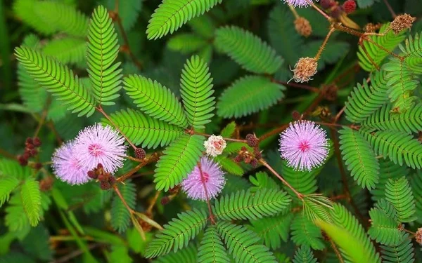 Rain-Predicting Trees: Nature’s Weather Forecasters