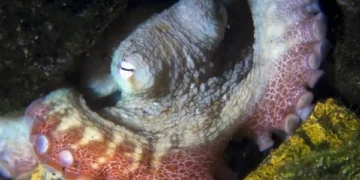 The Octopus: A Fascinating Creature with Three Hearts