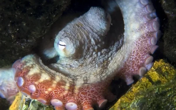 The Octopus: A Fascinating Creature with Three Hearts