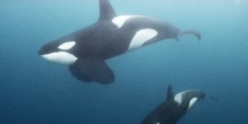 Whales That Experience Menstruation Live 40 Years Longer: Fascinating Insights into Orca Biology and Longevity