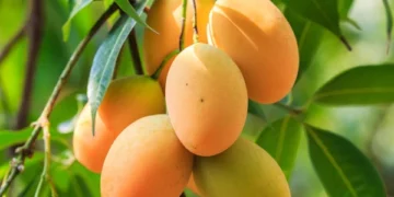 Mango: A Delicious Superfruit Packed with Health Benefits
