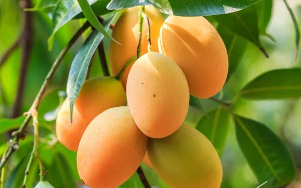 Mango: A Delicious Superfruit Packed with Health Benefits