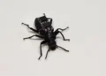 ‘Cyborg Beetle’ Technology Offers New Hope for Disaster Rescue Operations