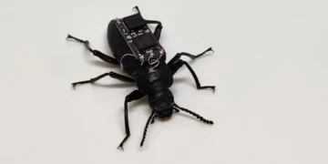‘Cyborg Beetle’ Technology Offers New Hope for Disaster Rescue Operations