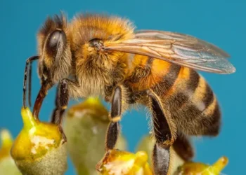 China Develops World's Lightest Mind-Control Device for Bees