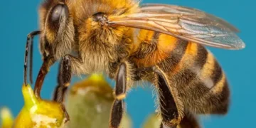China Develops World's Lightest Mind-Control Device for Bees