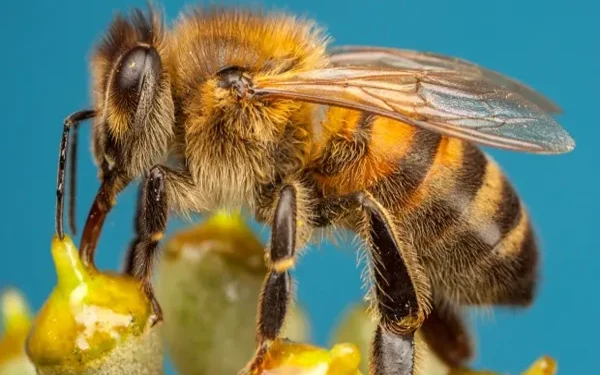 China Develops World's Lightest Mind-Control Device for Bees