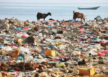 Pollution, Plastic Exposure, and Poor Diet: Alarming Causes of Rising Cancer Cases in Youth