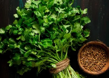 Coriander: A Natural Remedy for Inflammation, Anxiety, and Diabetes