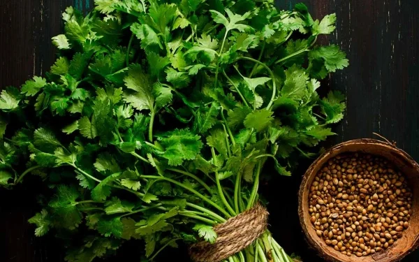 Coriander: A Natural Remedy for Inflammation, Anxiety, and Diabetes