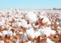 Rain and Floods Threaten Pakistan’s Cotton Production: Experts Fear Another Year of Shortfall