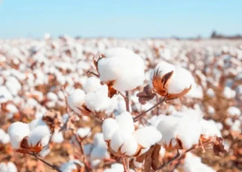 Rain and Floods Threaten Pakistan’s Cotton Production: Experts Fear Another Year of Shortfall