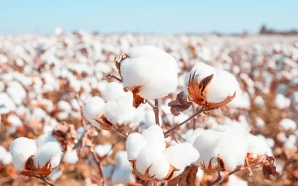 Rain and Floods Threaten Pakistan’s Cotton Production: Experts Fear Another Year of Shortfall