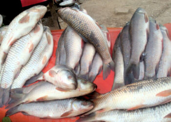 Good News for Pakistan’s Seafood Industry: US Grants 4-Year Permission for Fish Exports