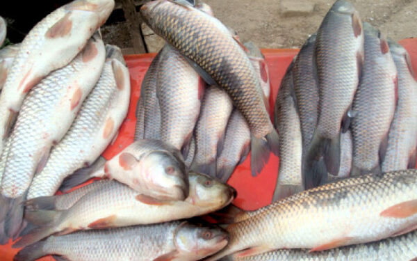 Good News for Pakistan’s Seafood Industry: US Grants 4-Year Permission for Fish Exports