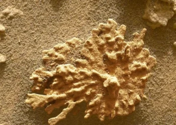 NASA’s Mars Rover Discovers Coral-Like Rock: A New Clue in the Search for Ancient Life on the Red Planet