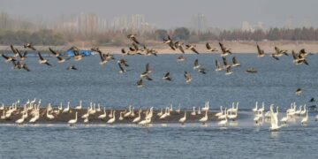 China makes steady progress in noise pollution control