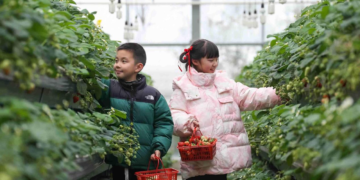 How intellectual property drives China’srural transformation