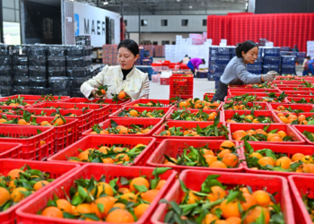Small fruit, big reach: China’s citrus goes global