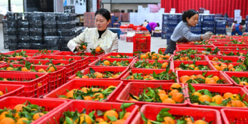 Small fruit, big reach: China’s citrus goes global