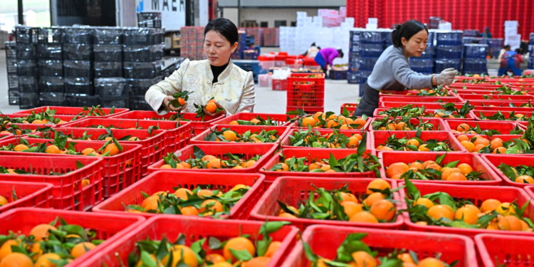 Small fruit, big reach: China’s citrus goes global