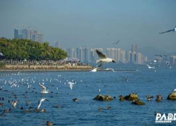 Shenzhen school transforms bird song complaint into valuable life lesson
