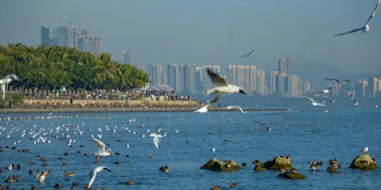 Shenzhen school transforms bird song complaint into valuable life lesson