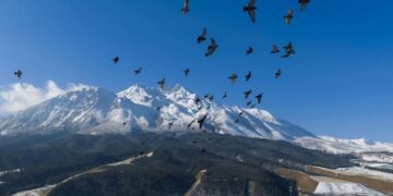 China’s ecological protection red line system strengthens ecosystem protection