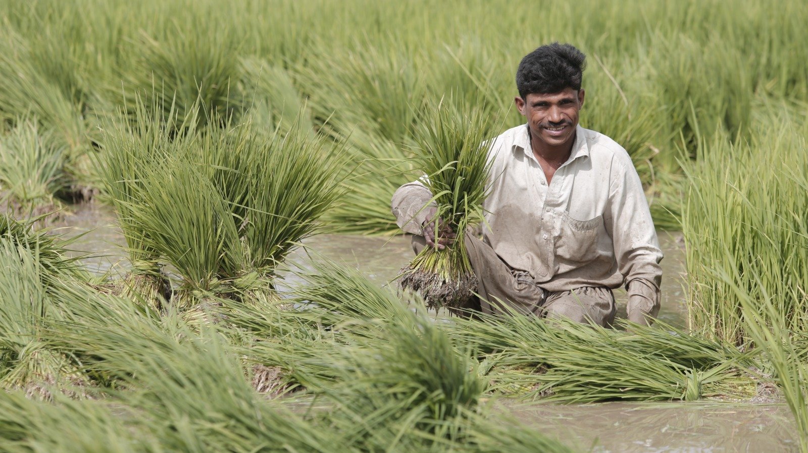 Syngenta and Kyoyu Agri Expand Agricultural Innovation in Asia